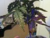 IMG_0267.jpg IMG_0267.jpg