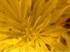 bud.JPG