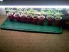 iphone pics 025.jpg