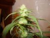 Biggest budz 1.jpg