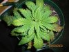 100_0015.jpg