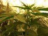 my plant 9.jpg