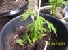 drooping plant 001.jpg