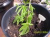 drooping plant 002.jpg