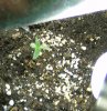 1st Plant.jpg