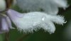 Salvia_divinorum_flower_detail.jpg Salvia_divinorum_flower_detail.jpg