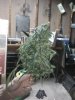 08-22-10_1154.jpg 08-22-10_1154.jpg