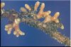 mycorrhizae-root-shigo.jpg