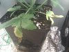 IMG_20100823_115541.jpg