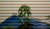 IMAG0110.jpg
