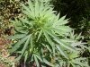 Far Skunk 1.jpg