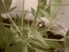 Female Plant 1 pic4.jpg