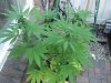 window box weed.jpg