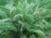 bud 4x macro.jpg