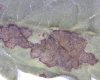 Image40.jpg