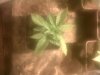 IMG00373-20100826-1042.jpg