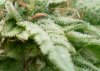 daily bud pic 1.jpg