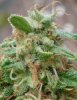 macro bud shot august 26th 2010 2.jpg