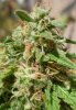 macro bud shot august 26th 2010 8.jpg