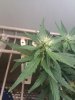 IMG_20100827_094303.jpg