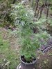 DSC01894.jpg
