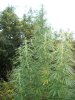 100_0535.jpg