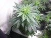 Cataract Kush week6-flowering2.jpg Cataract Kush week6-flowering2.jpg