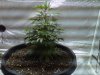 IMG00212-20100828-1533.jpg