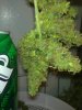 28082010681.jpg
