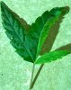 100_1076.jpg