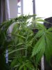 bud.jpg