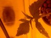 IMG_20100829_112748.jpg