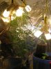 Lights 1.jpg
