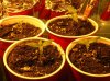 DSCN0657.jpg