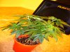 forum3(plant3).jpg
