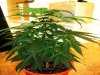 forum7(plant1).jpg