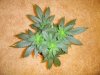 Forum5(plant2).jpg