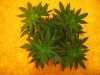 forum9(plant3).jpg