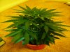 forum2(plant1).jpg