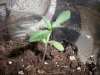 plant 2 - 2.5 weeks.jpg