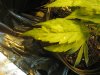 plant issues 002.jpg