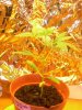 DSCN1113.jpg