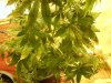 DSC00492.jpg