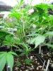 Original SourD2.jpg