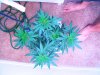Plant3B.jpg