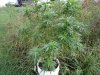 DSC00240.jpg