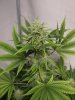 Flav Pheno 5 Top b.JPG