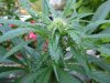 roof top grow 016.jpg roof top grow 016.jpg