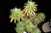 38daysflowering.jpg
