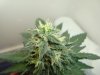 WhiteWidow831105.jpg